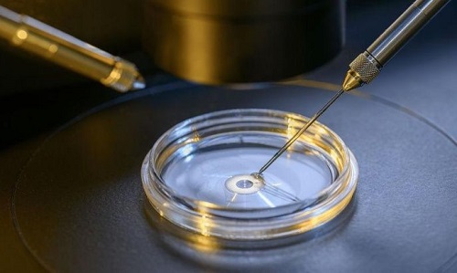 试管婴儿中怎么知道精子与卵子受精成功