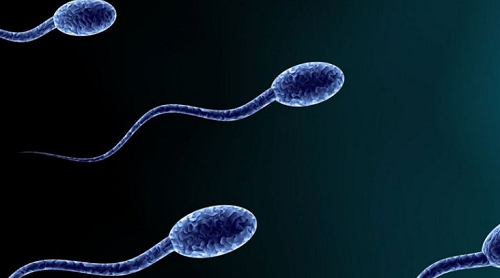 精子存在畸形怎么去做试管婴儿