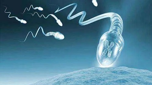 试管婴儿冷冻胚胎和新鲜胚胎移植的成功率哪个高？